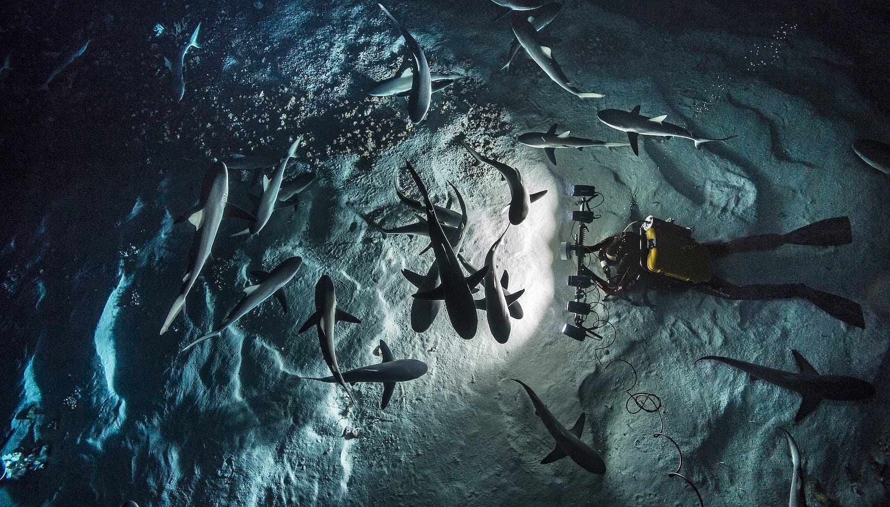 その他 Gombessa Laurent Ballesta Blancpain and marine scientist Laurent Ballesta team up for