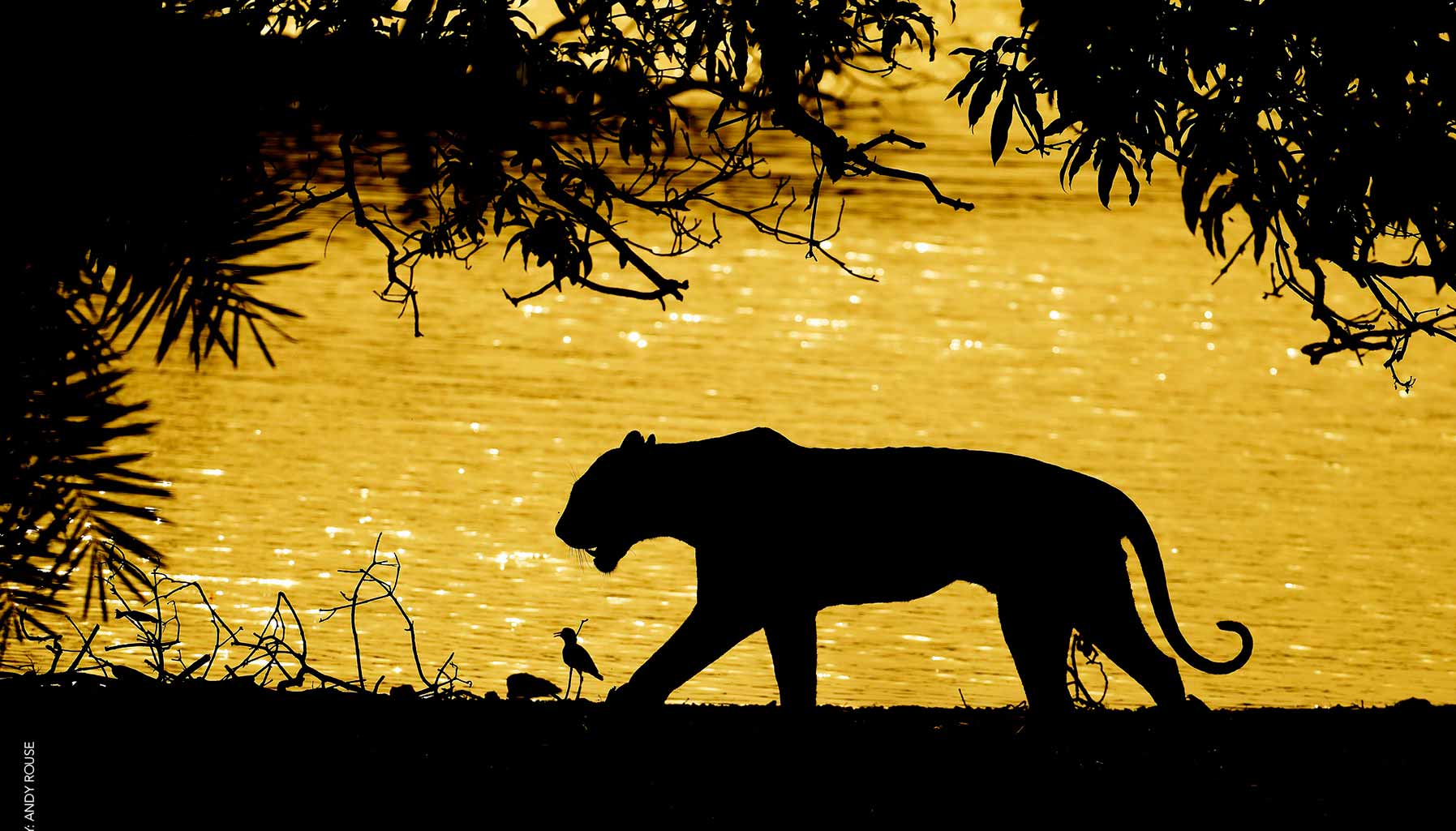 Tigers, photo by Andy Rouse